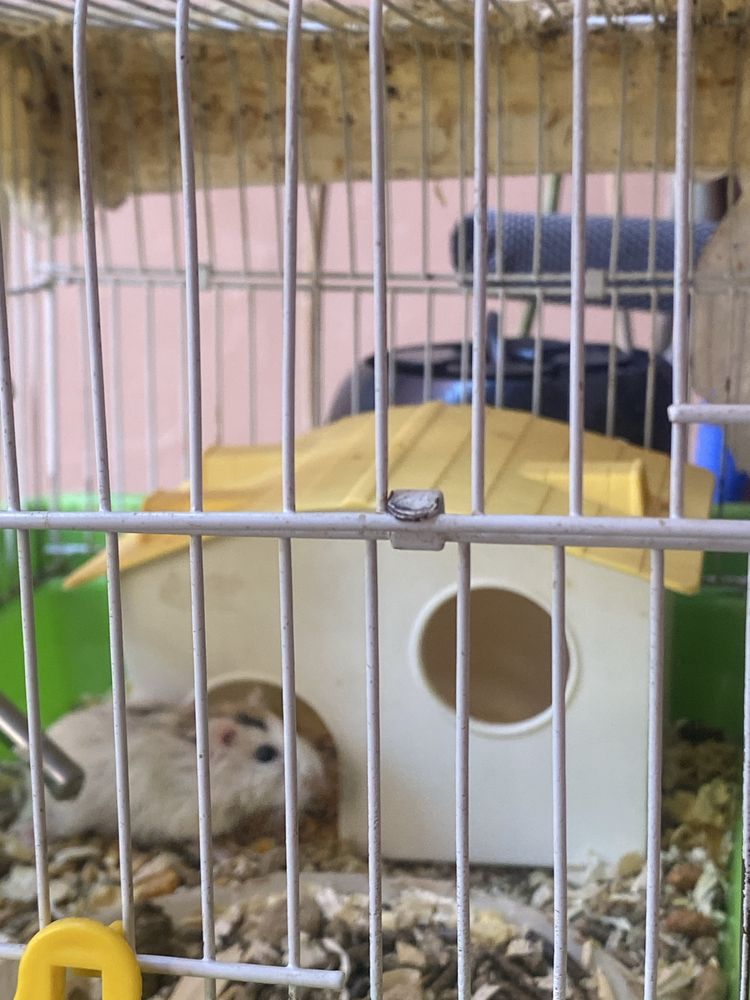 Hamster cu cusca