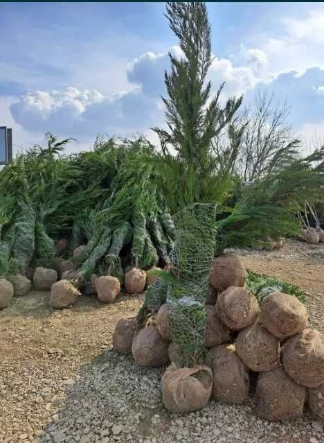 Leylandii Cupressocyparis Plante ornamentale