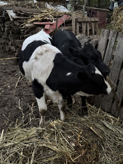 2 Vițele cu varste de 5,6 luni