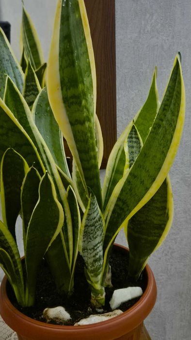 Сансевьерия Лауренти сансевиерия комнатные растения цветы.