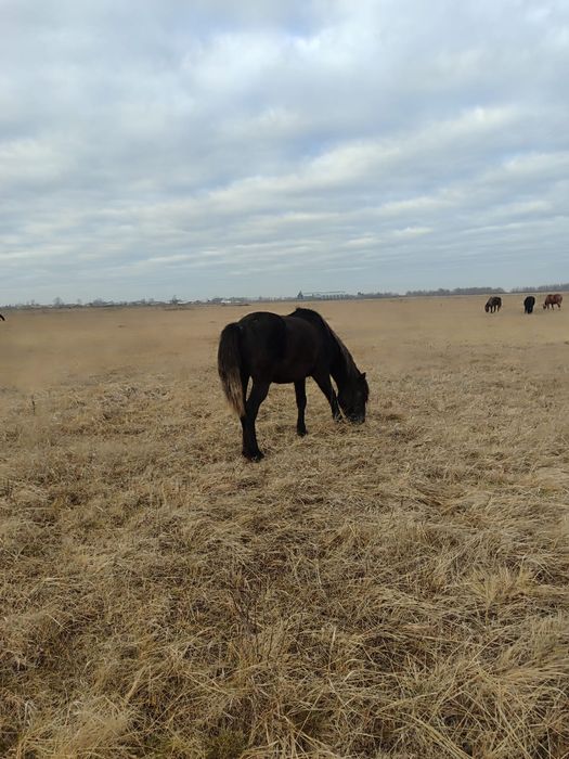 Продам жеребчика 2.5