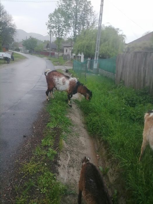 Țap  anglonubian