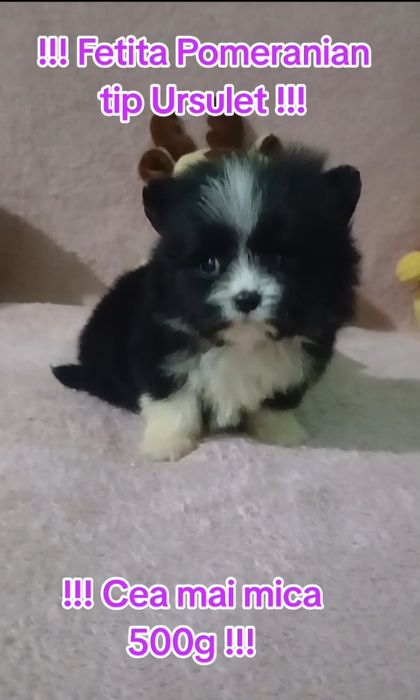 Asigur transport !!! Pui Pomeranian femela tip Ursulet mini toy !!!