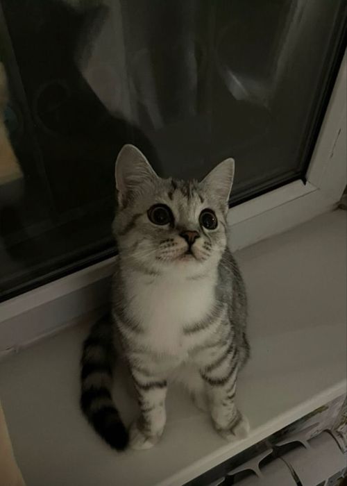 Кошка шотландская