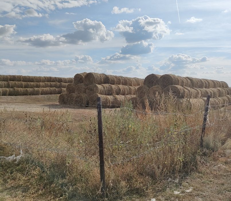 Продам сено суданка
