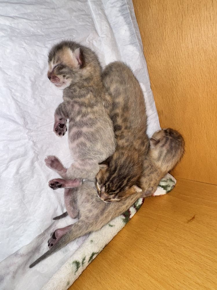 Продаются котята Бенгаль