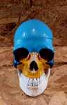 Vand craniu anatomie