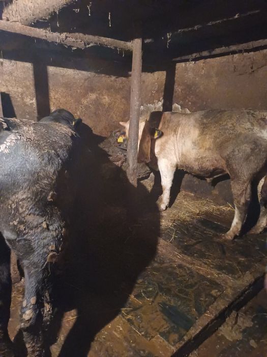 Doi tauri de vanzare