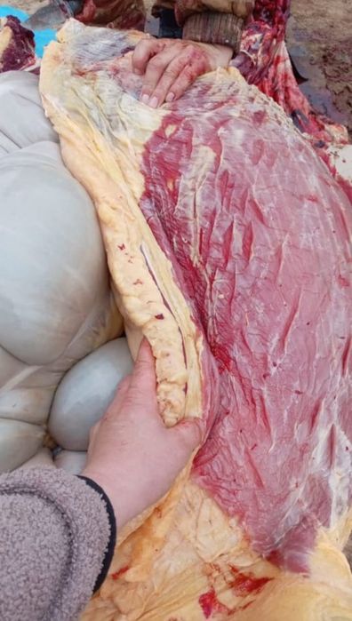 Соғымға семіз малдар бар