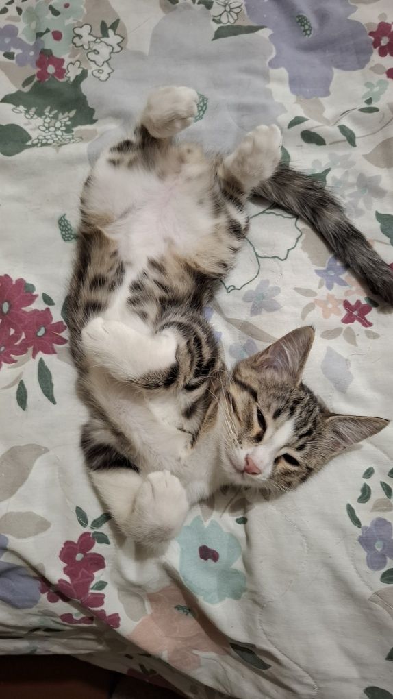 Котенок в добрые руки