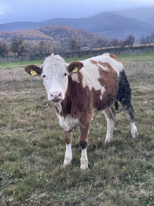 Vand junincă bălțată româneasca