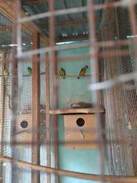 Продается пара сенегальских попугаев