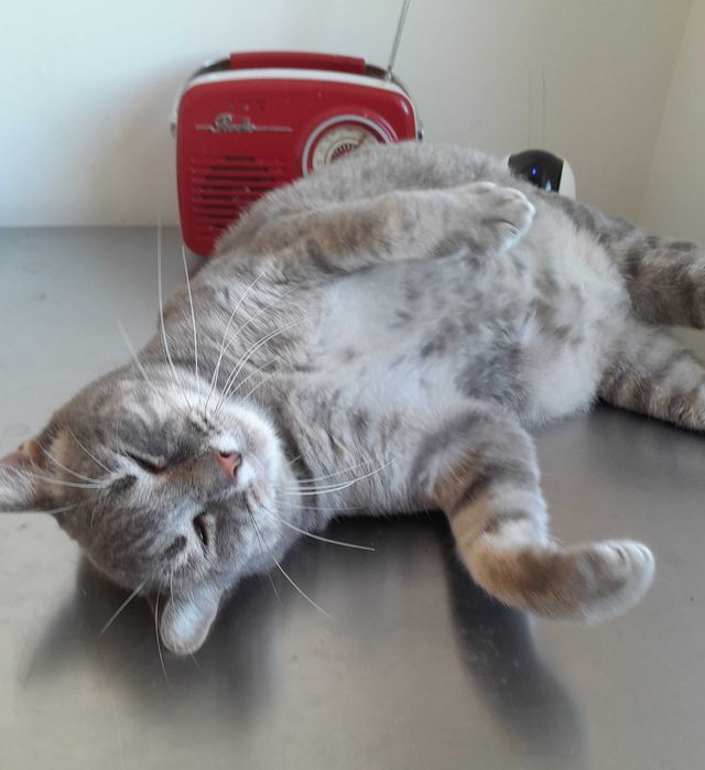 Adoptie pisica gri castrata Leea