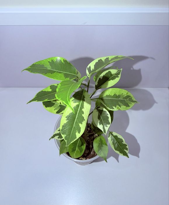 Фикус, комнатные растения , комнатные цветы