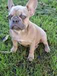 Bulldog francez femelă