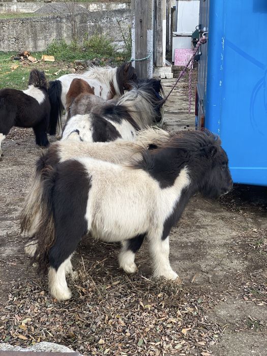 Mini pony shetlander