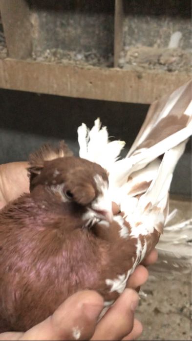 Продажа старопородных игровых голубей!