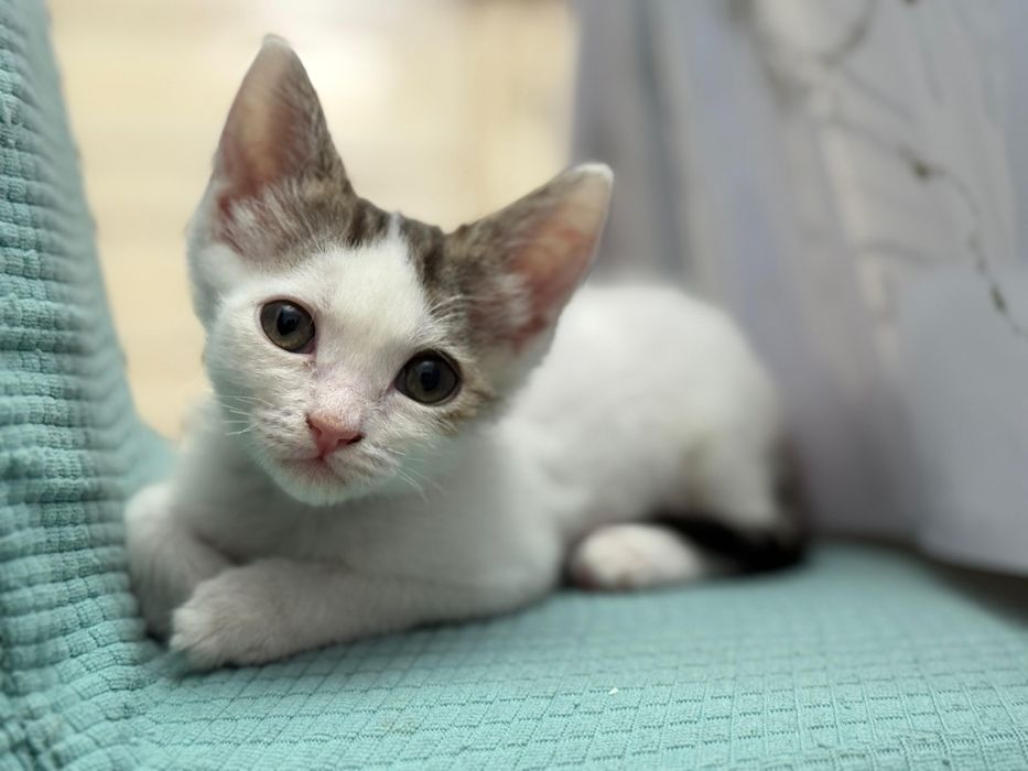 Отдам в добрые руки