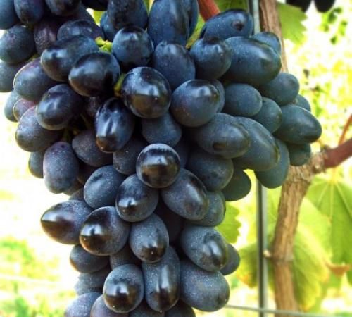 Vita de Vie Nobila (Struguri de Masa)