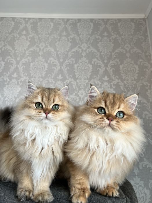 Pisica british cu pedigree