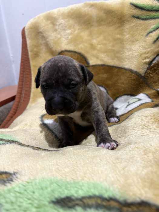 Бронь щенков питбуля