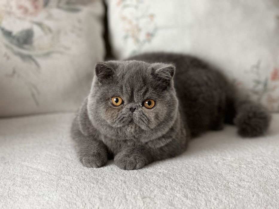 Елитно плюшено екзотично късокосместо коте