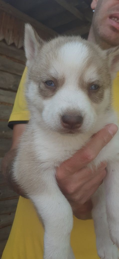 Pui husky siberian