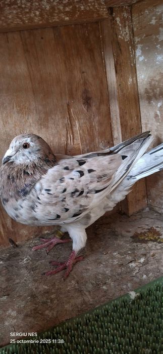 Vouajori sport culori rare