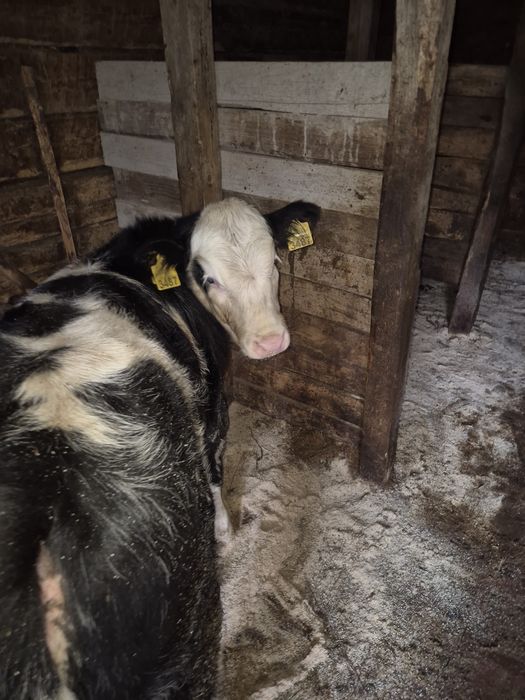 Vând vacă cu vițea.