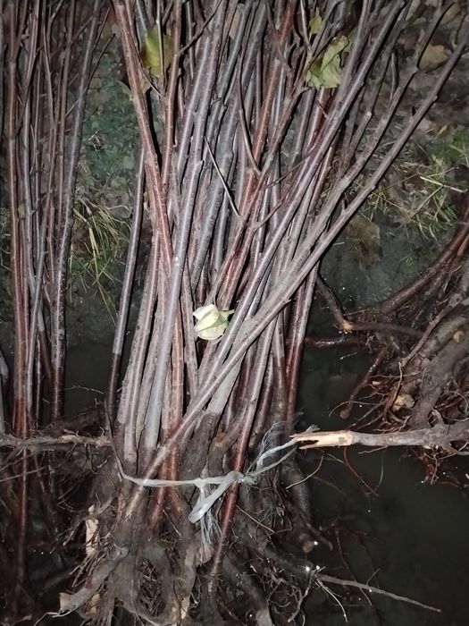 Shiponka va achchiq gilos