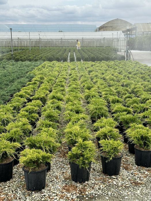 Hortensia . Photinia RedRobin Copac/Ghiveci Laur englezesc , Azalee