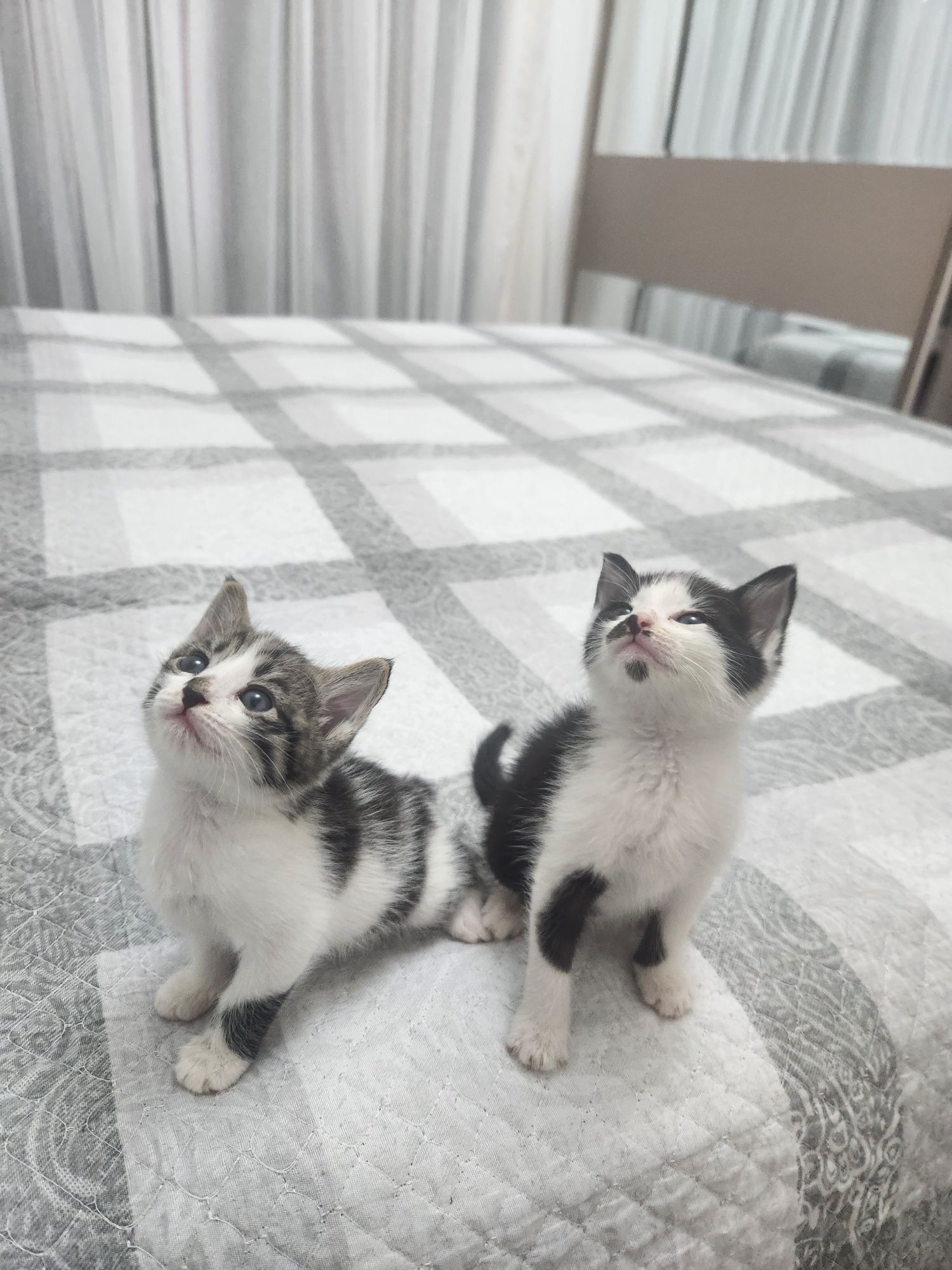 Котята в самые надежные руки