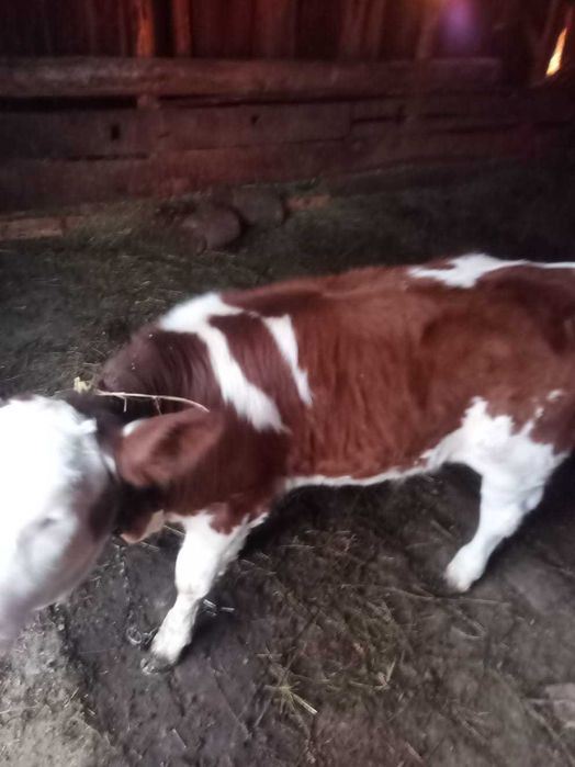 Vand vitică de 3 luni