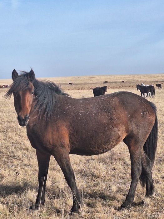 Семіз жылқылар сатылады