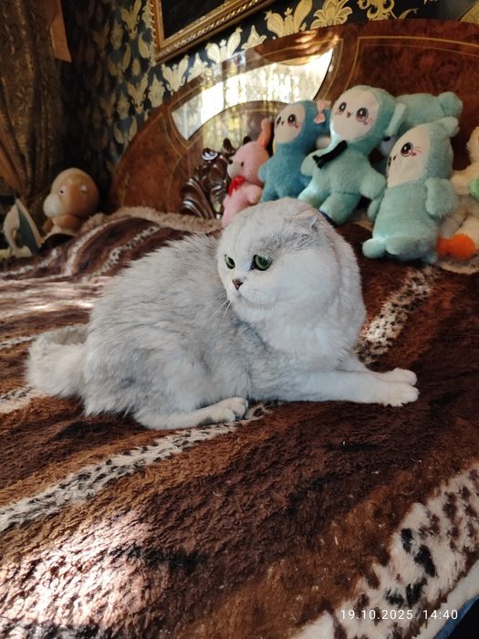 Вязка кот на вязку