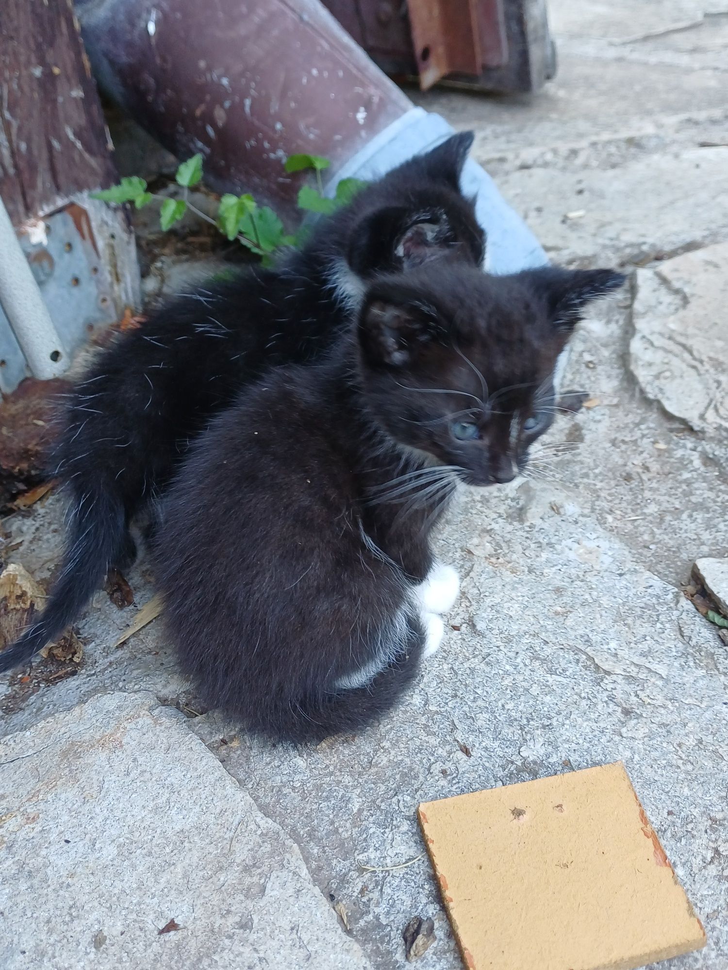 Подарявам котета