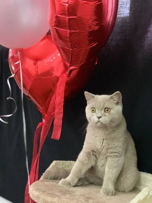 Лиловый мальчик страйт