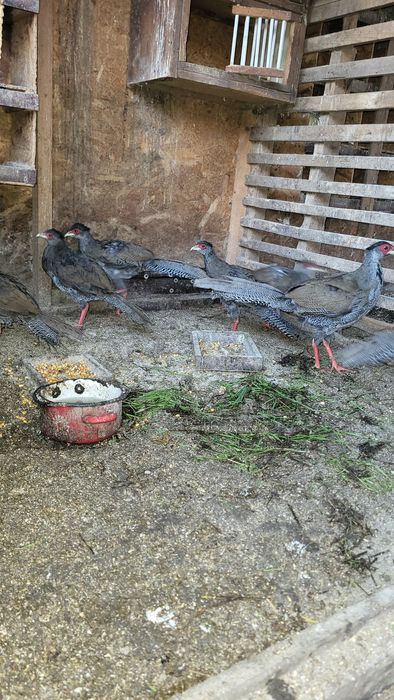 Schimb 4 fazani argintii , masculi