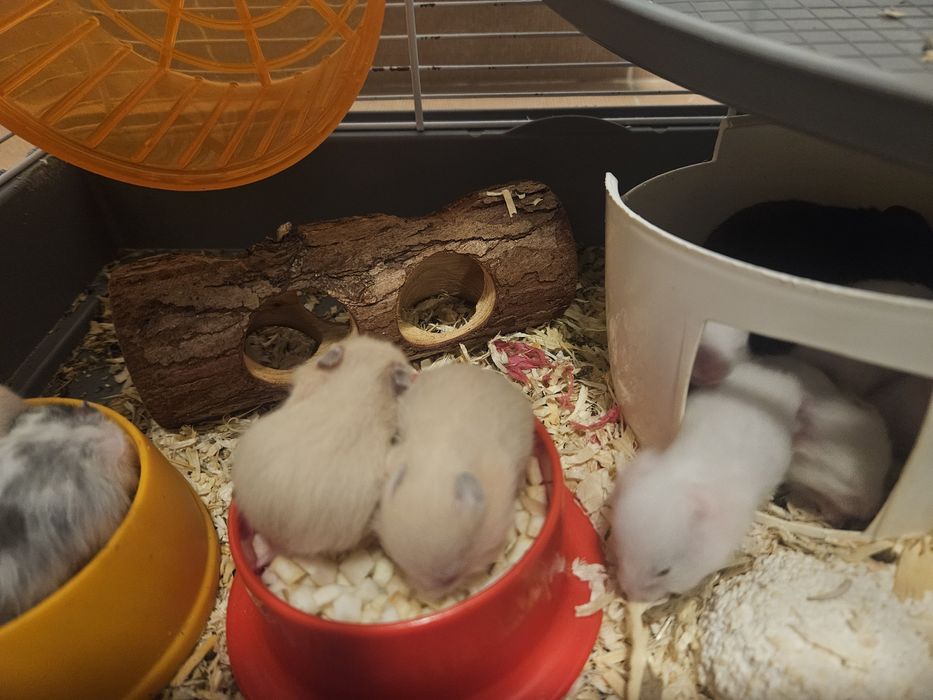 Hamsteri Auris/Champbell (5 albi,2 crem, 1 negru)