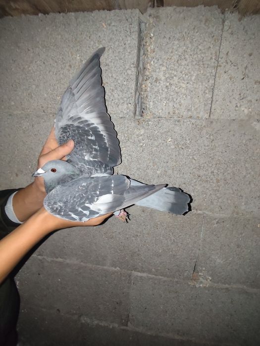 De vânzare porumbei