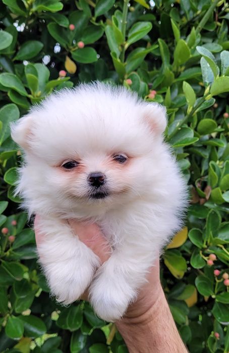 Померан-мини шпиц !!!