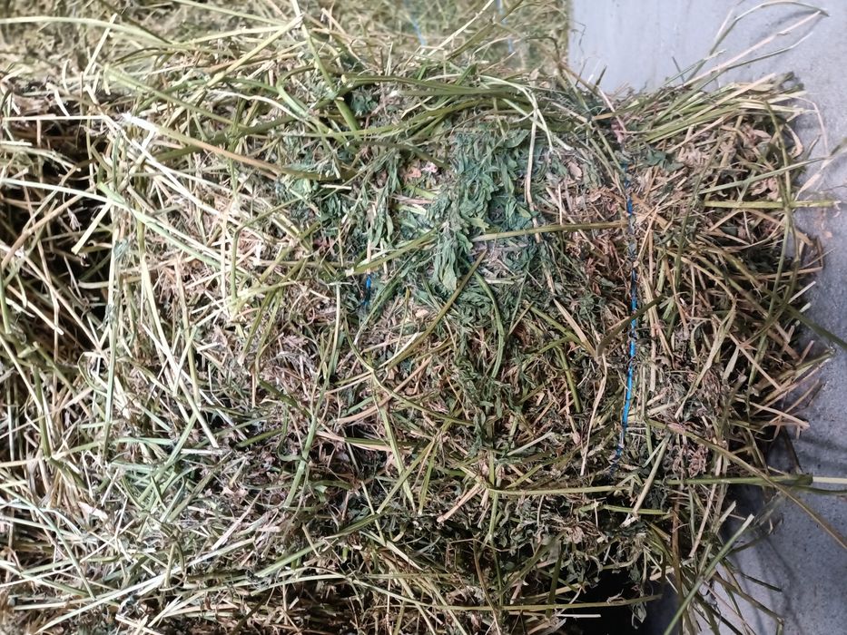 Vând baloți de lucernă