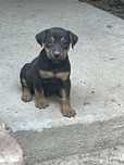 Catel jagdterrier