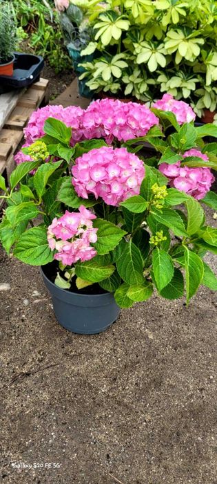 HORTENSII de gradina. Paniculata, Macrophylla diverse culori si soiuri