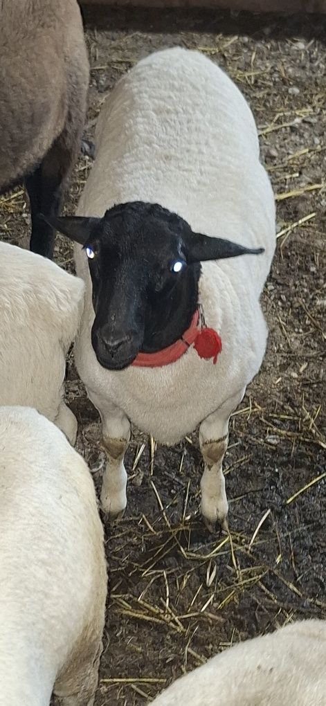 De Vânzare Oi Dorper