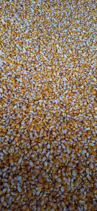 Boabe porumb, grăunțe