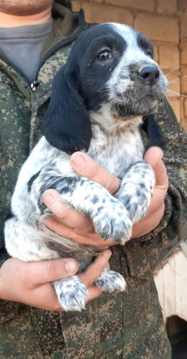 Рус кокер спаниель овчи ит болалари сотилади .