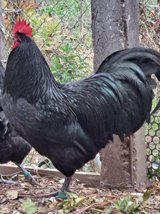 Cocoși brahma și australop