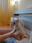 American longhair-pisoi portocaliu