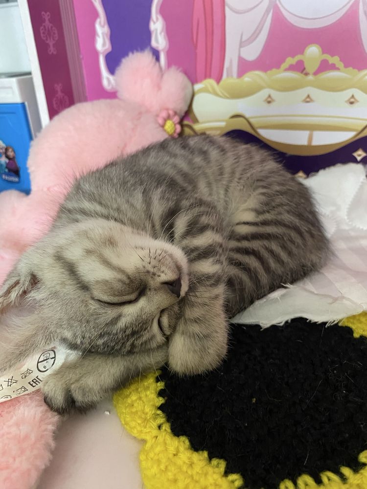 Котята окраса табби
